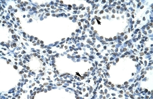SFRS10 Antibody