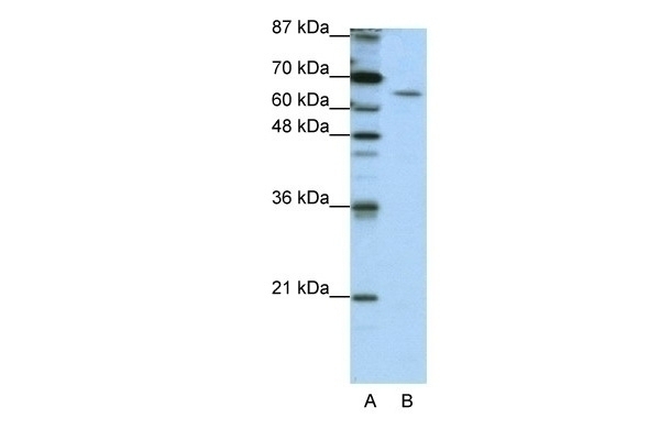 STAU1 Antibody