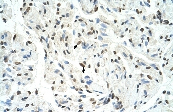 SFPQ Antibody