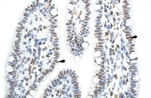SFPQ Antibody