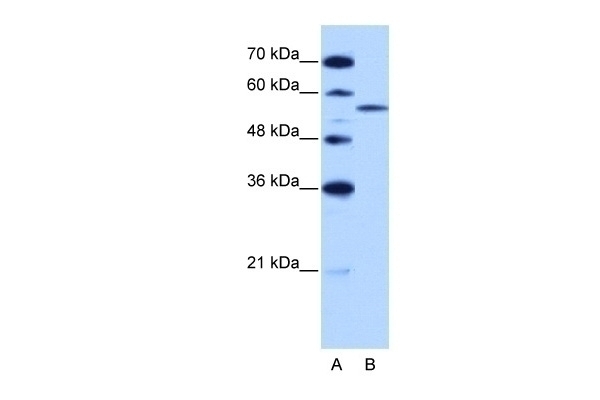 ZRSR2 Antibody