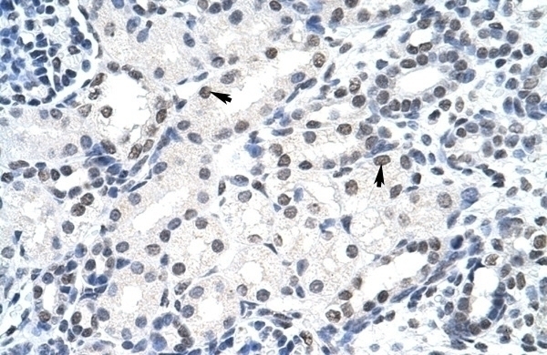 SURF6 Antibody