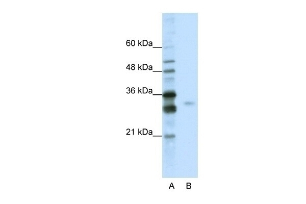 SFRS1 Antibody