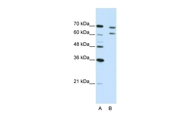 CPSF3 Antibody