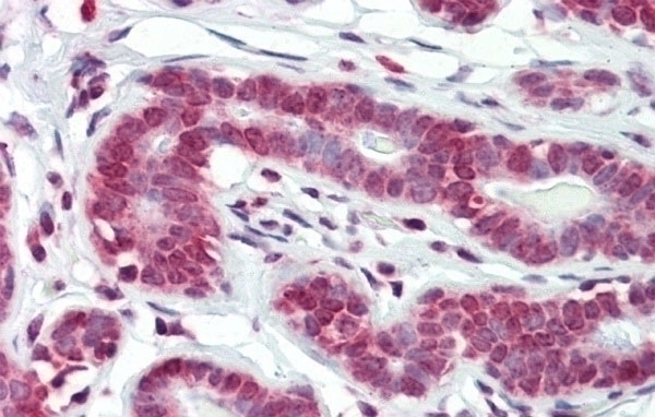 BXDC5 Antibody