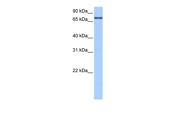 ADAD2 Antibody