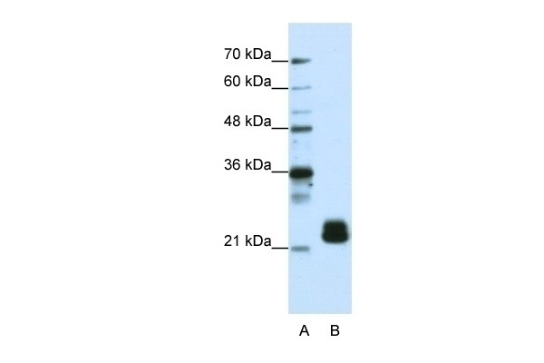 TMED4 Antibody
