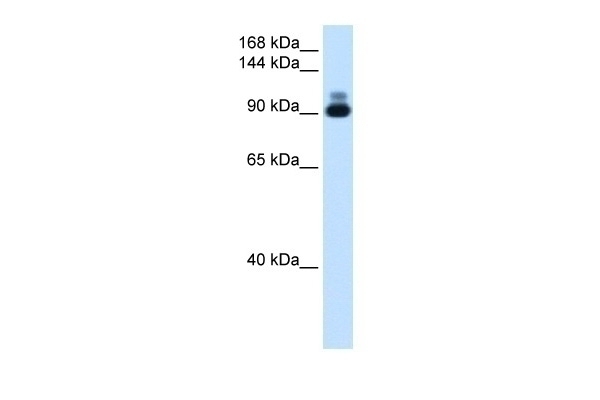 Actin alpha 2 Antibody