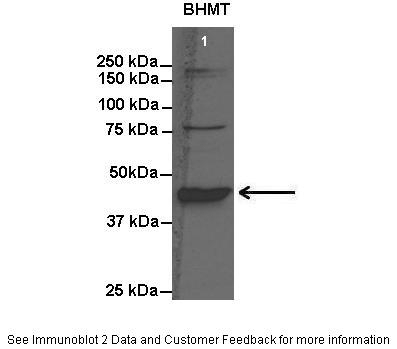 BHMT Antibody