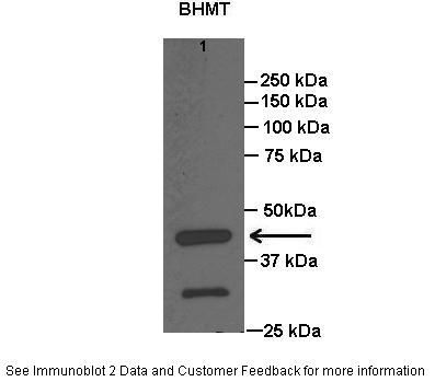 BHMT Antibody