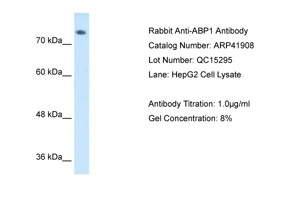 ABP1 Antibody