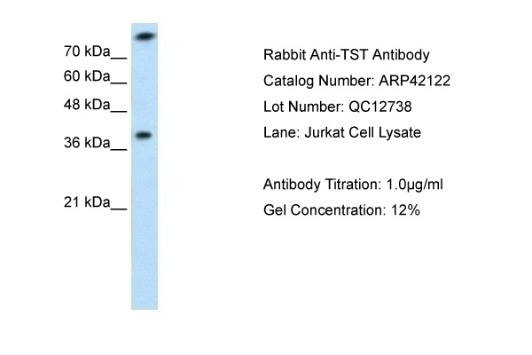 TST Antibody