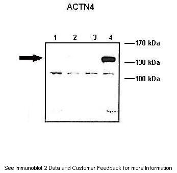 Actin alpha 4 Antibody