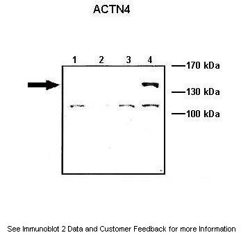 Actin alpha 4 Antibody