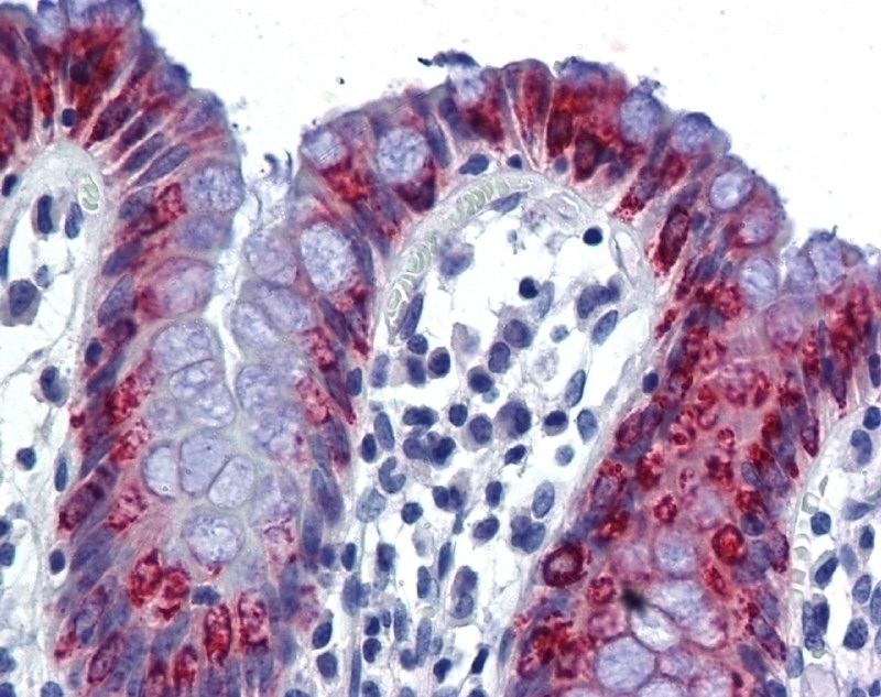 AGR2 Antibody