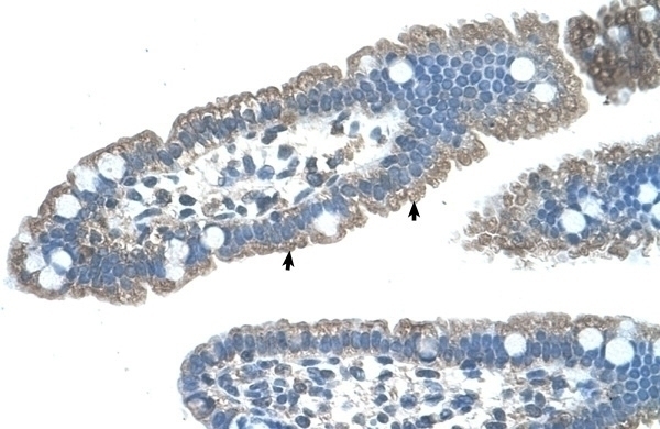 EDG8 Antibody