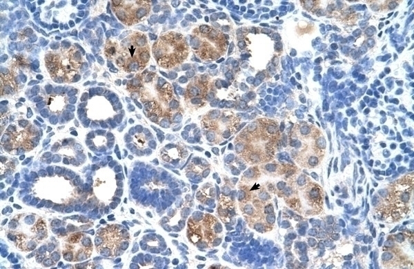 C5orf4 Antibody