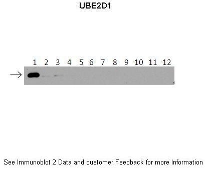 UBE2D1 Antibody