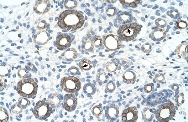 UBE2J1 Antibody
