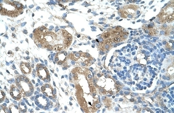 TRIM59 Antibody