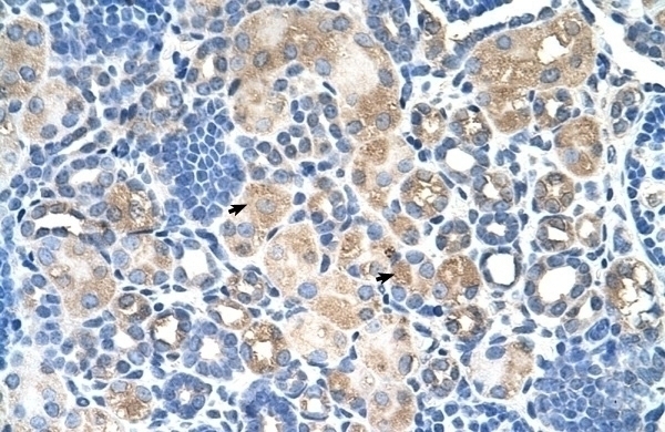 SLC38A1 Antibody