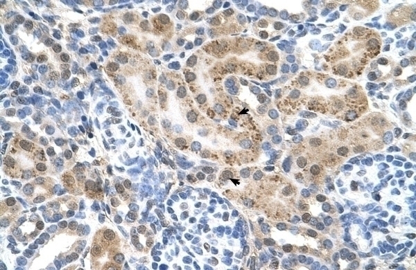 SLC22A3 Antibody
