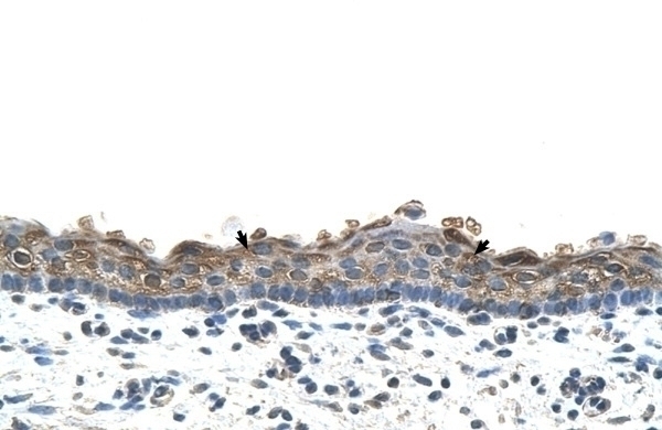 SLC26A1 Antibody