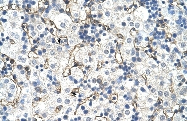 SLC39A5 Antibody