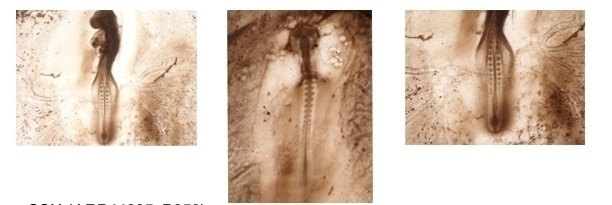 SHH Antibody