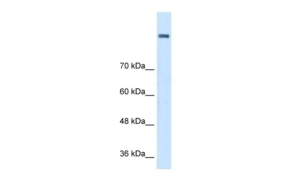 AOC2 Antibody