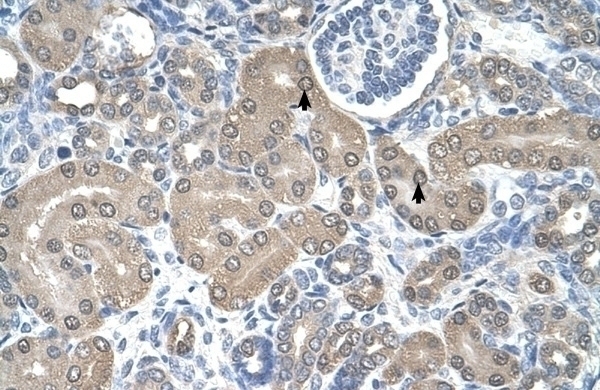 SSR1 Antibody