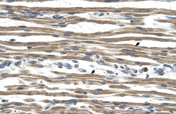 ARG1 Antibody