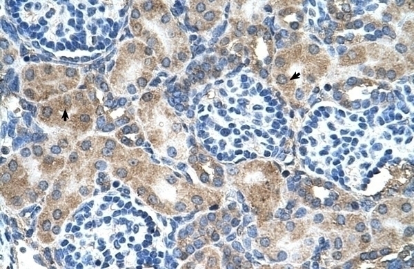 SOD1 Antibody