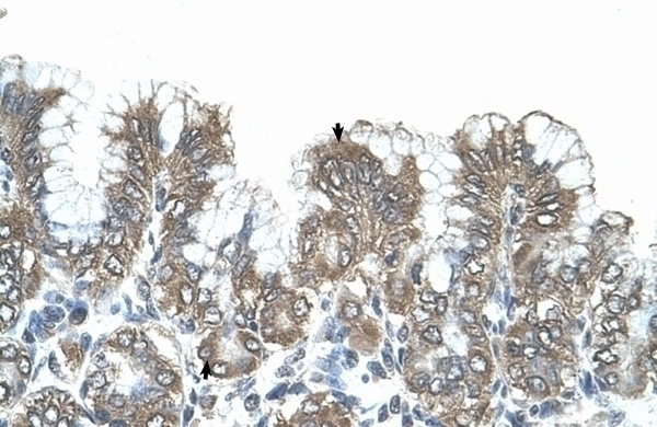 SNF1LK Antibody