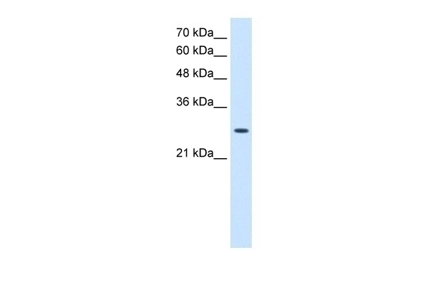 AK2 Antibody
