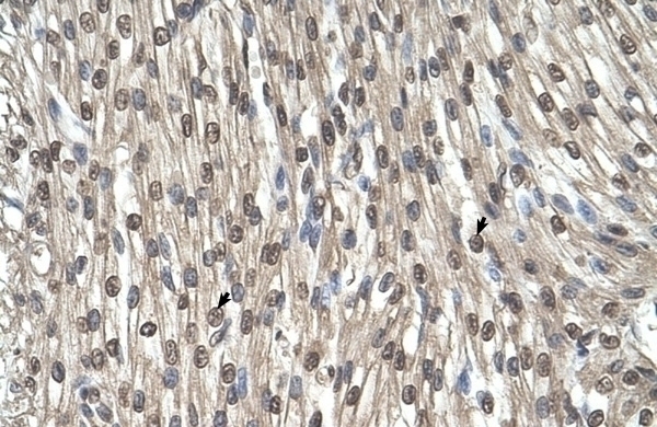 SHMT2 Antibody