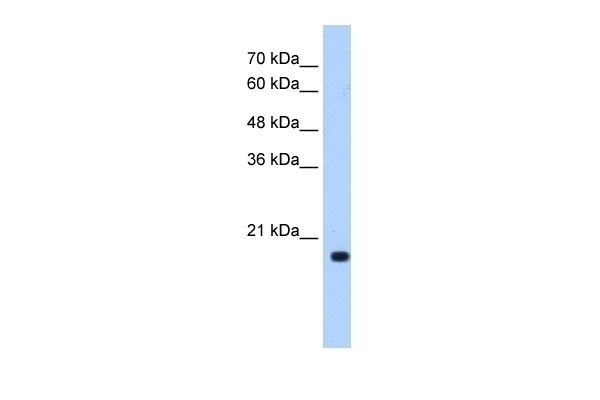XTP3TPA Antibody