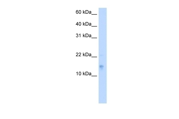 VAMP5 Antibody