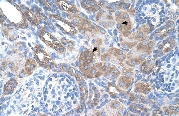 SILV Antibody