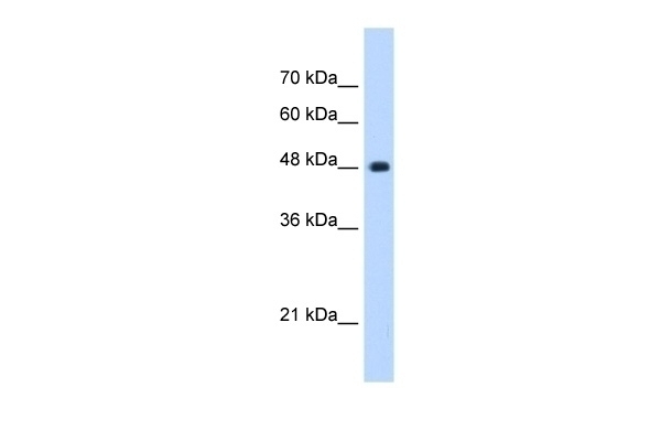 UNC84B Antibody