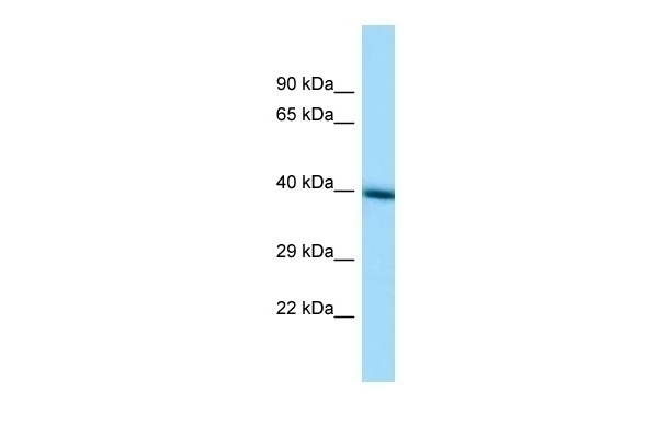 TMEM30A Antibody