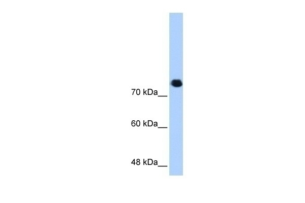 SMC3 Antibody