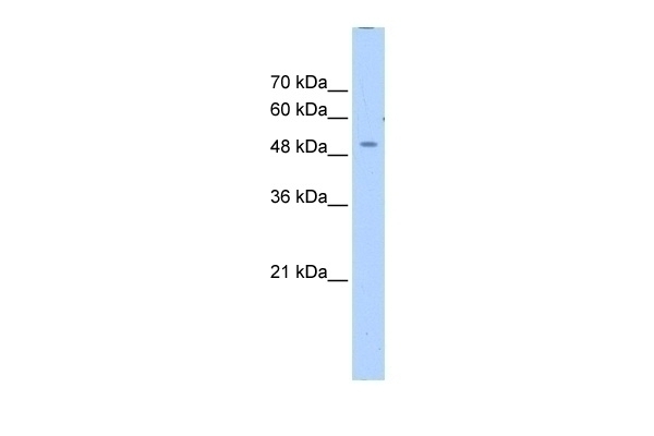 ZNF500 Antibody