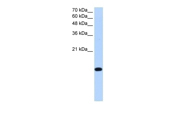 BATF2 Antibody