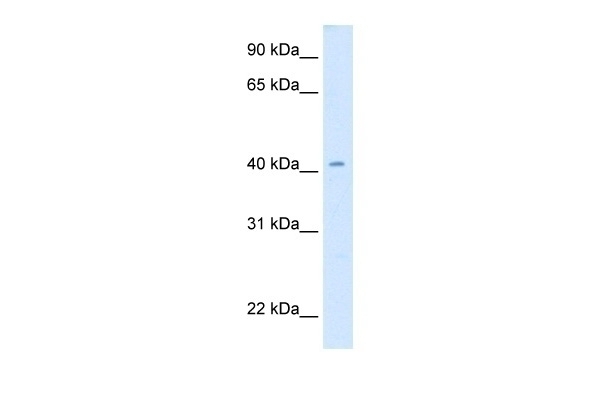 CAD Antibody