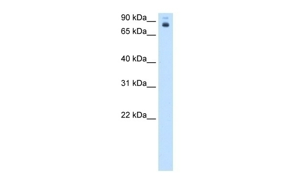 PB Antibody