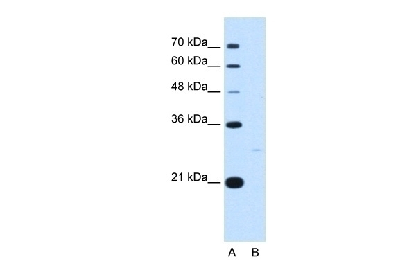 YWHAZ Antibody