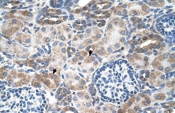 SLC14A1 Antibody