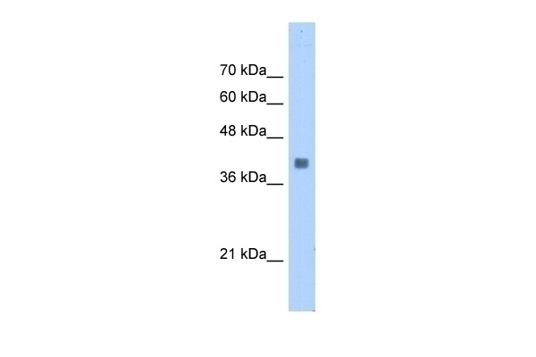 ALDOA Antibody