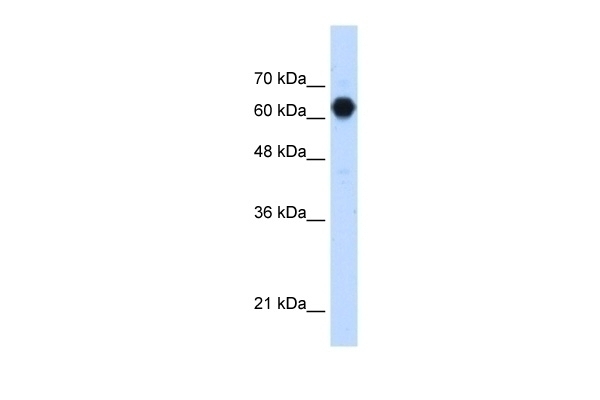 C3orf39 Antibody